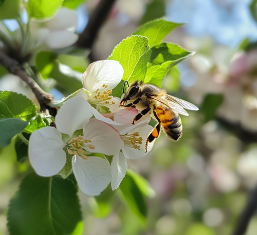 Honeybee Pollinating Spring Blossoms