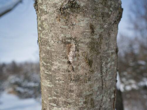 Spotted Lanternfly Egg Mass on Tree Bark