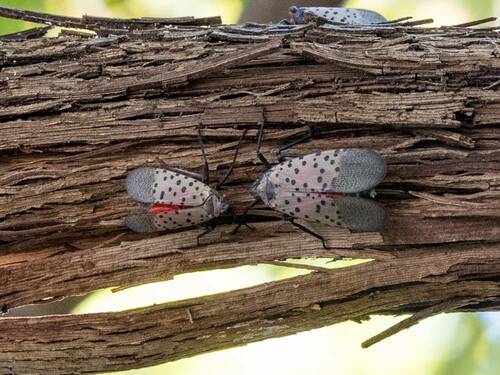 Spotted Lanternflies on Decaying Wood