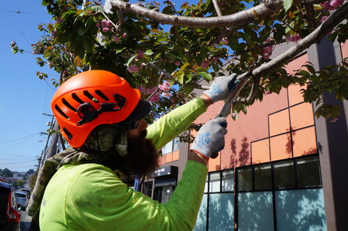 Professional Tree Pruning Service