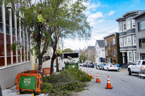 Safe Urban Tree Maintenance