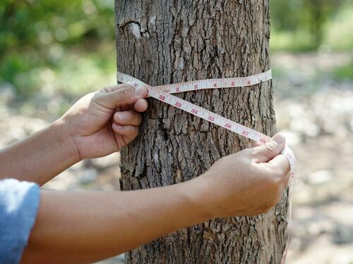 Measuring Tree Circumference Accurately