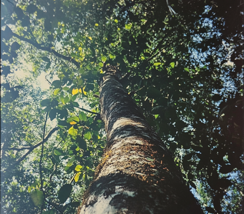 Towering Tree Canopy View