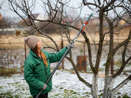 Winter Tree Pruning in Action