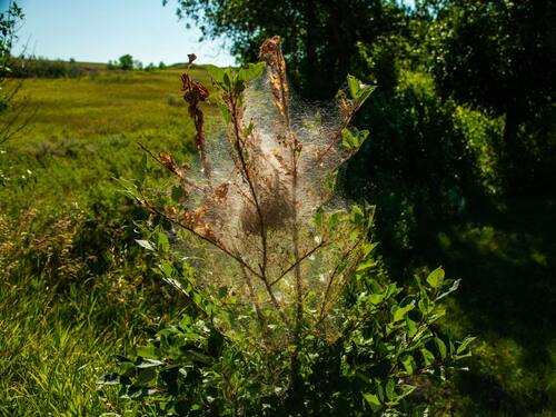 Tree Infested with Webworms