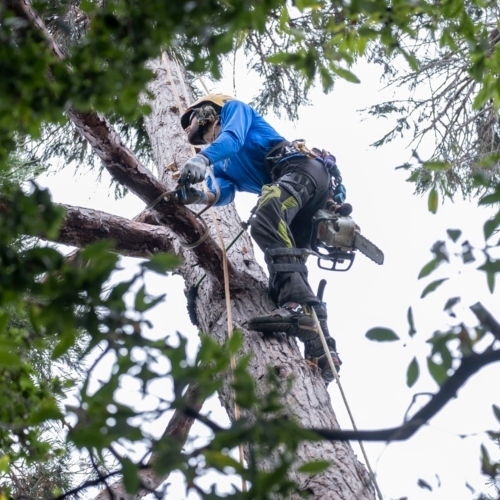 Professional Arborist Performing Tree Removal