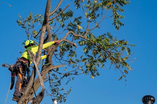 Arborist Pruning a Tree at Height