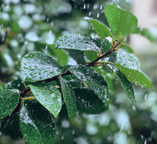 Rain-Kissed Leaves: Nature’s Resilience