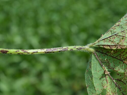 Leaf Spot Disease on Infected Plant Stem