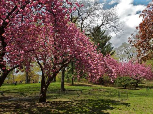 Stunning Cherry Blossoms in Full Bloom