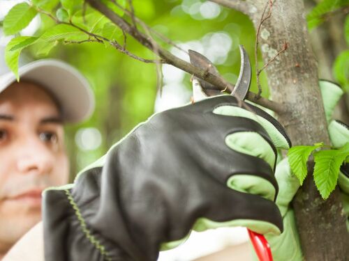 Professional Tree Pruning with Hand Pruners