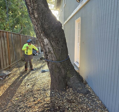 Tree Growth Near Home Foundation: Risk Assessment