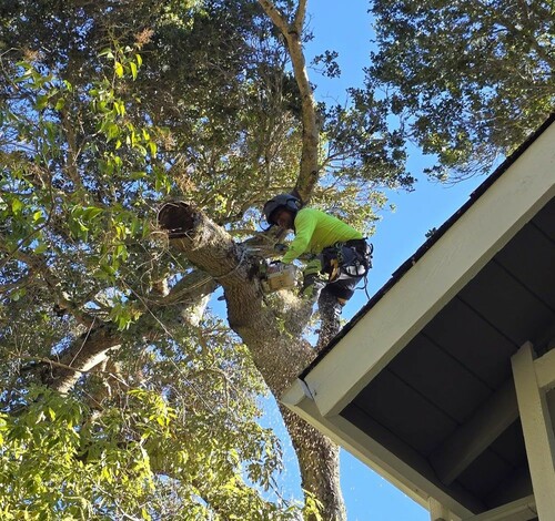 Safe Tree Limb Removal Near Roofline