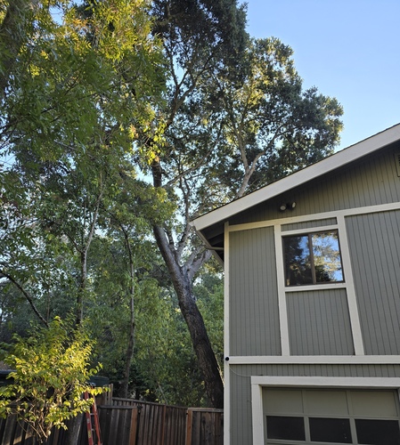 live_oak_removal