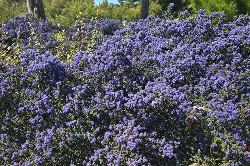 Ceanothus Shrub in Full Bloom