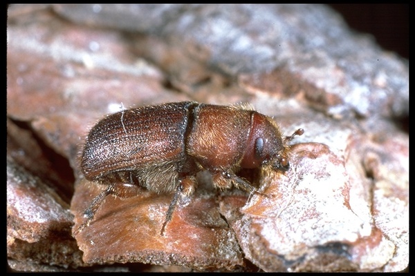 The Silent Threat: Red Turpentine Beetle in Monterey Pine (Pinus radiata) Trees in the Bay Area