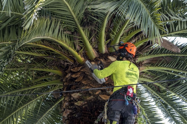 Choosing a Tree Maintenance Company in Los Altos, California