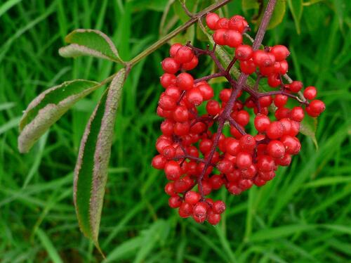 Bright Red Elderberries in Foliage