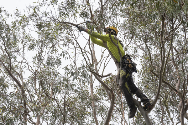 How to Become an Arborist