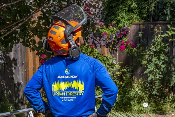 Why You Should Hire Arborist Now for Your Tree Selection in Palo Alto, California