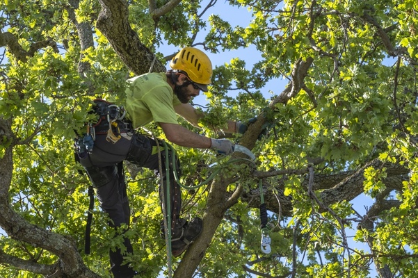 The Importance of Personal Protective Equipment (PPE) for Arborists