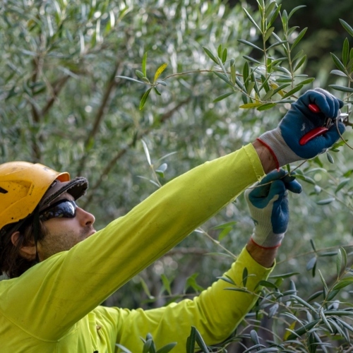 Professional Tree Pruning in San Francisco