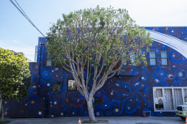 The Arborist Now Tree Healthcare Program