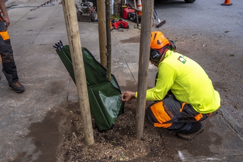 expert_arborist_care