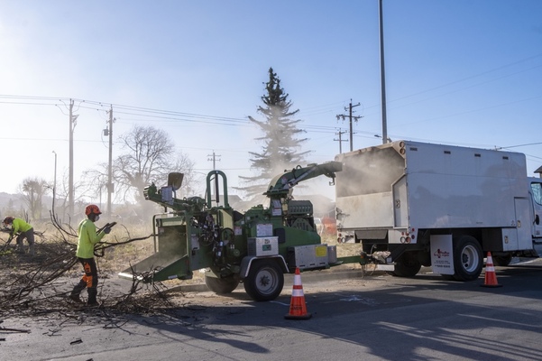 The Importance of Tree Removal for Commercial Properties