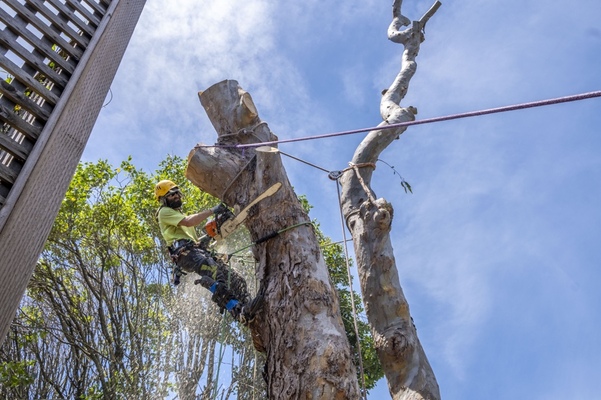The Ultimate Guide: 7 Compelling Reasons to Hire an Arborist for Your Commercial Landscape