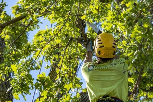Expert Tree Pruning Services in San Mateo: Why Choose Arborist Now