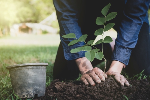 Tree Planting Services | Arborist Now San Francisco