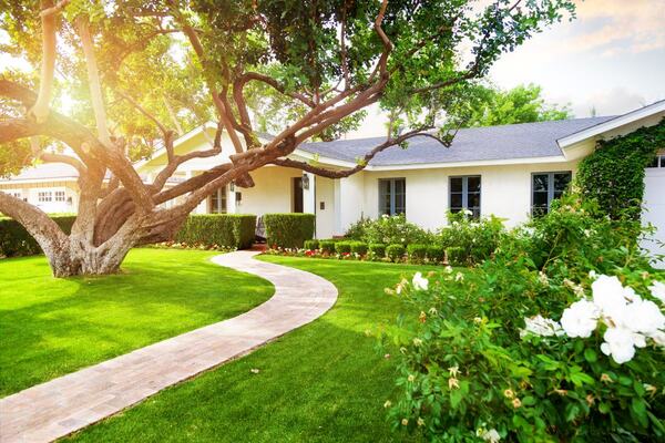 The Value of Big Trees: How Mature Trees Boost Property Value and Community Well-Being