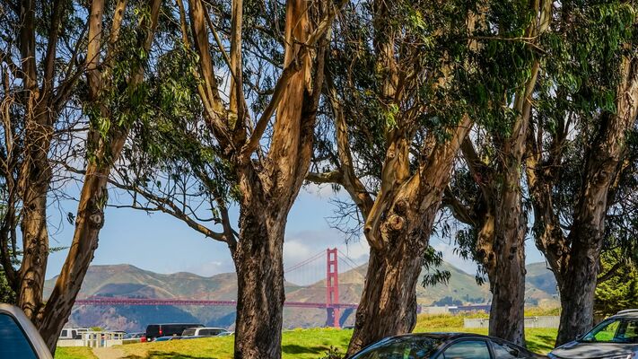 Repurposing Eucalyptus: Exploring Sustainable Outdoor Uses for Bay Area’s Invasive Beauty