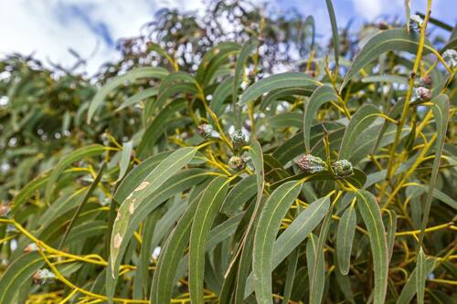 eucalyptus leaves and seeds