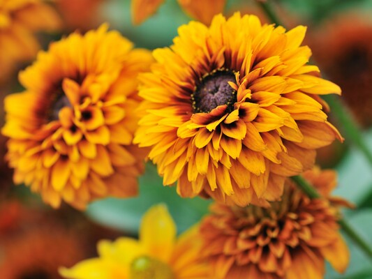 Autumn is a Fine Time for Gardening