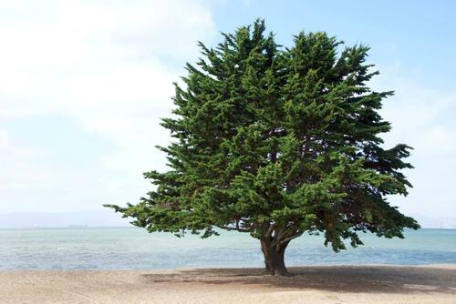 monterey pine