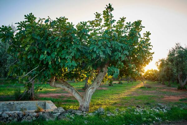 The Ultimate Guide to Ficus Tree Care