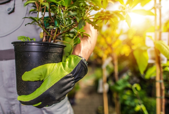 Protecting and Winterizing Your Potted Trees: A Guide