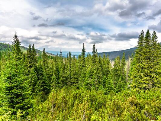 Douglas Fir: Historical Preference and Modern Choice