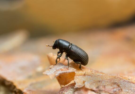 Understanding Bark Beetle Infestations: Prevention and Solutions