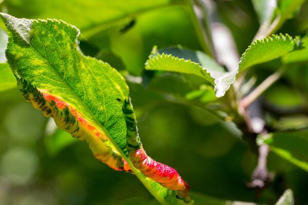 10 Common Tree Diseases: Symptoms and Solutions