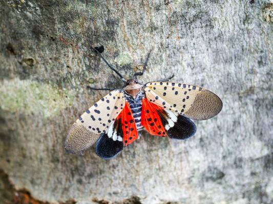 Understanding and Combating the Spotted Lanternfly