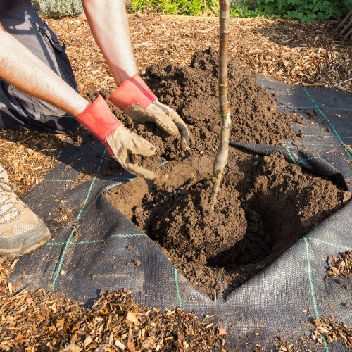 Soil Texture Impacts Tree Health | Arborist Tips