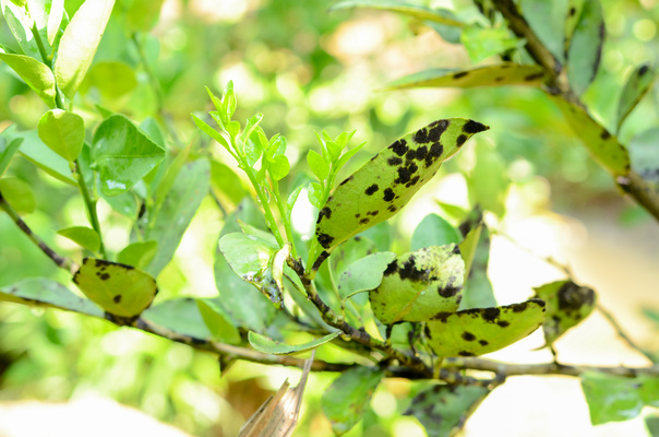 Common Tree Diseases in the San Francisco Bay Area