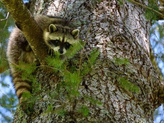 Wildlife in Urban Forests