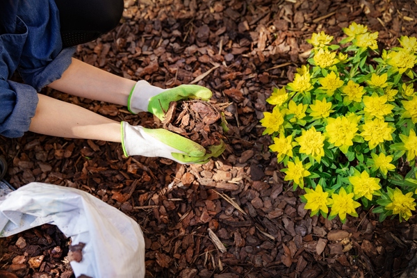 Mulching Your Garden During the Autumn Season