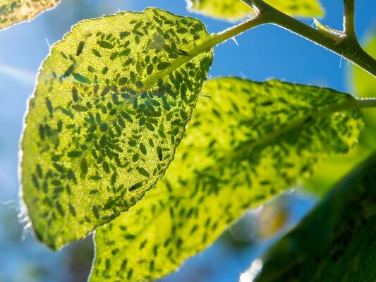Pest Control through Integrated Pest Management (IPM)