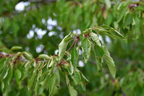 curled leaves