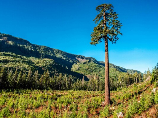 Big Lonely Doug: Canada’s Second-Largest Douglas Fir